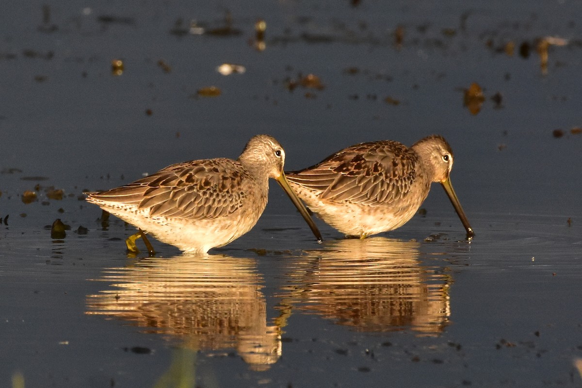 Long-billed Dowitcher - ML177714971