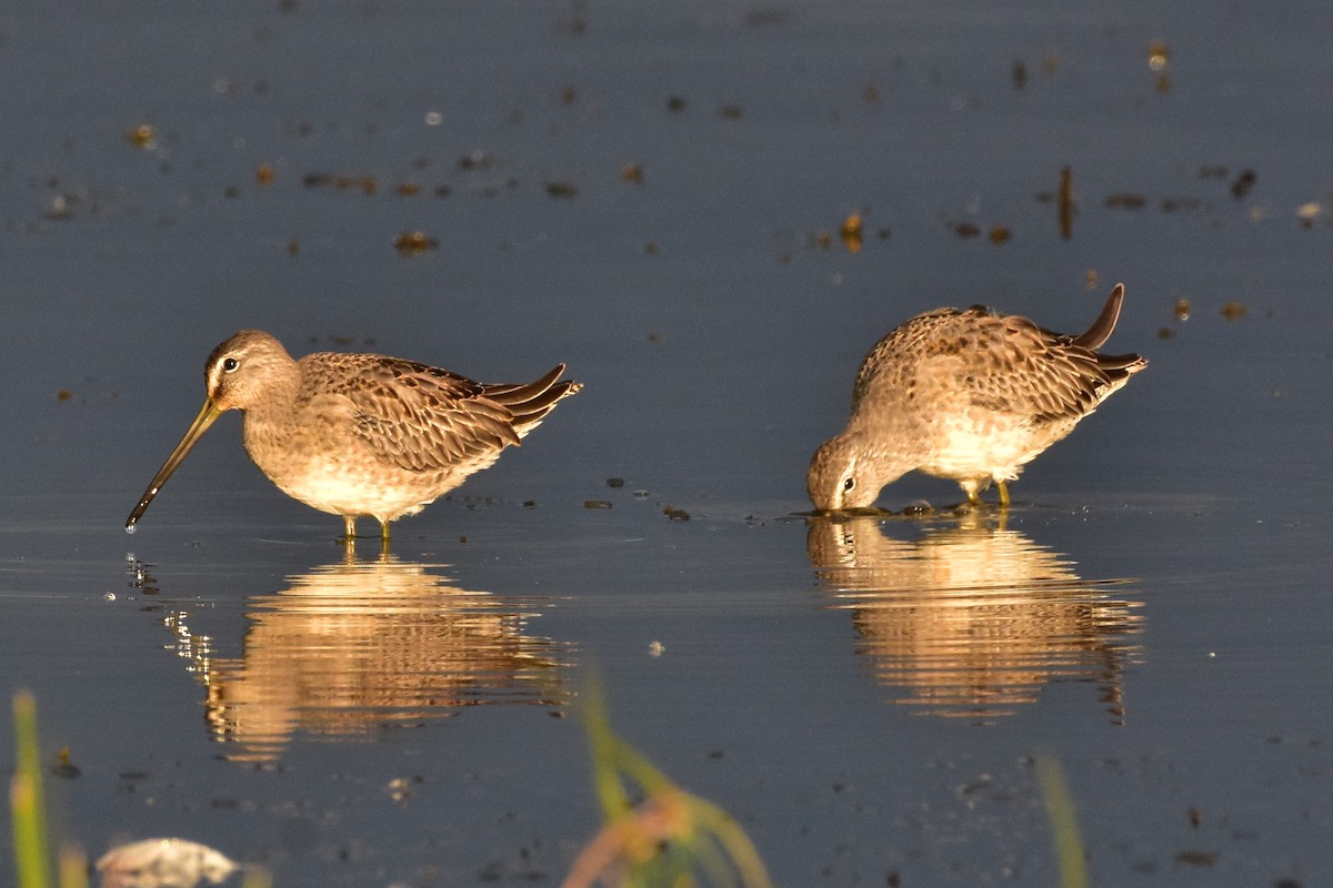 Long-billed Dowitcher - ML177714981