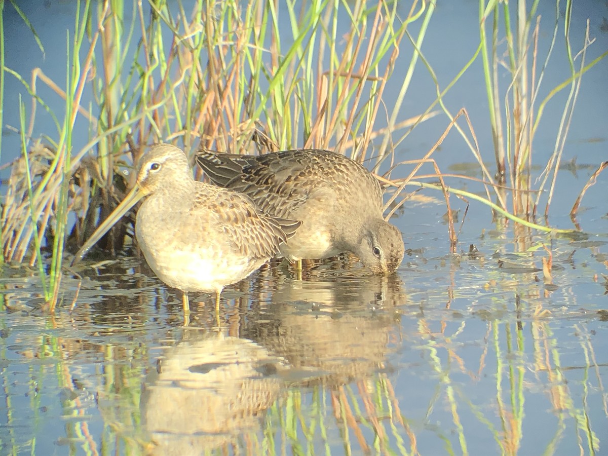 Long-billed Dowitcher - ML177718131