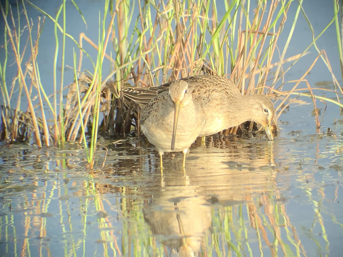 Long-billed Dowitcher - ML177718141
