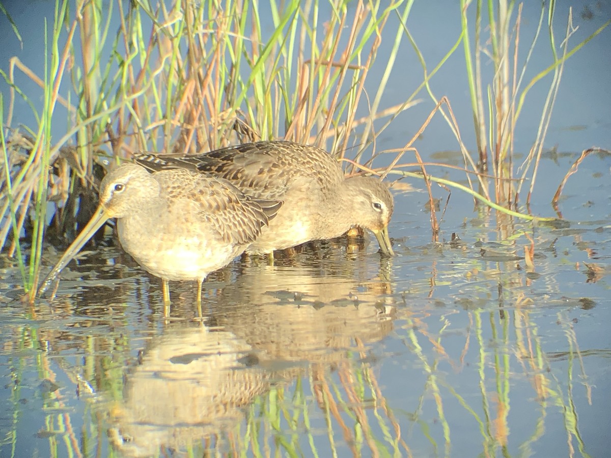 Long-billed Dowitcher - ML177718151