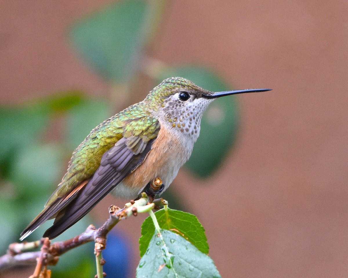 Broad-tailed Hummingbird - ML177719421