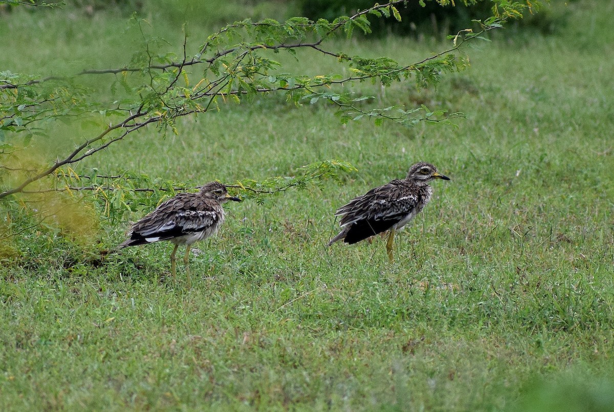 Indian Thick-knee - ML177720531