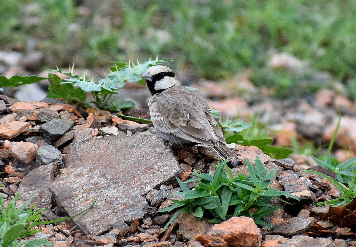 Ashy-crowned Sparrow-Lark - ML177720571