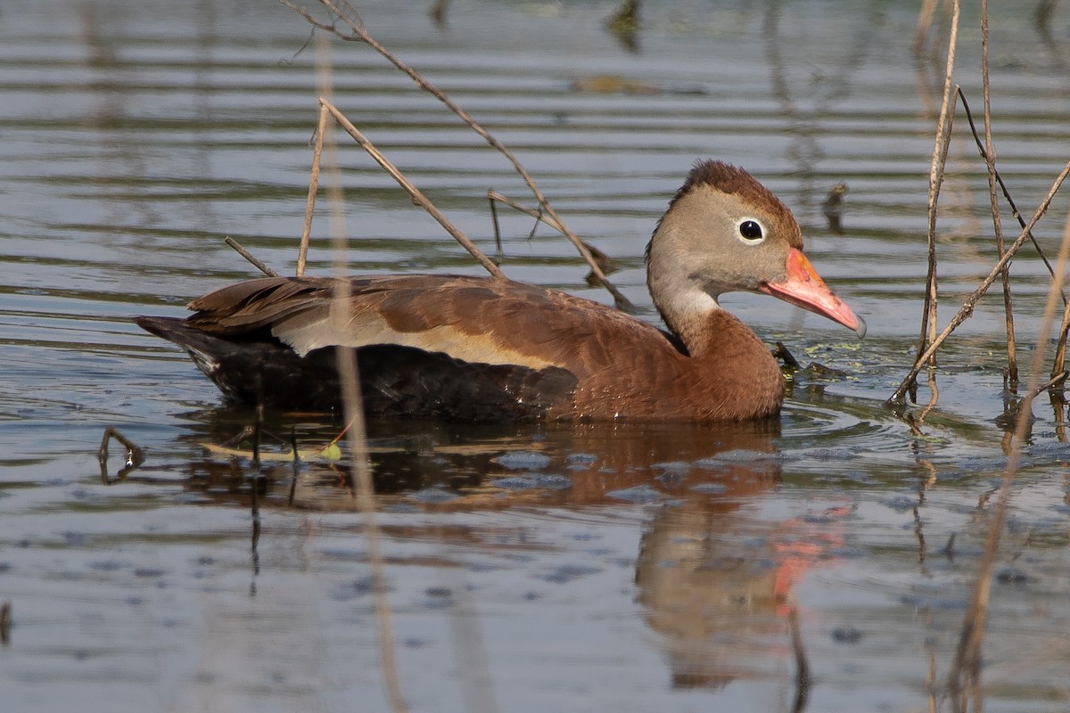 Black-bellied Whistling-Duck - Cameron Collins