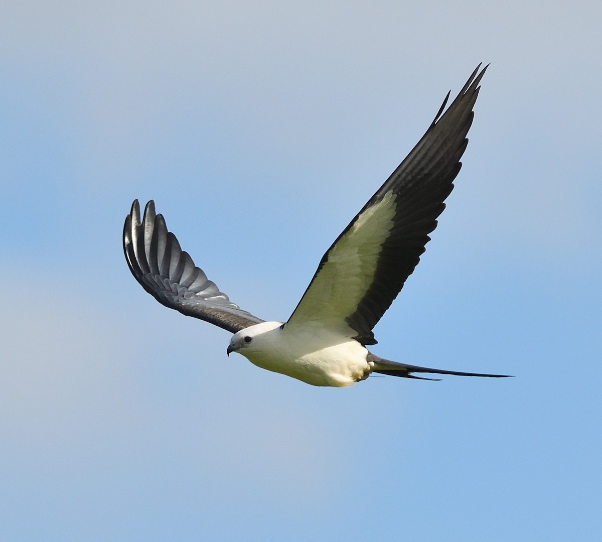Swallow-tailed Kite - ML177722251