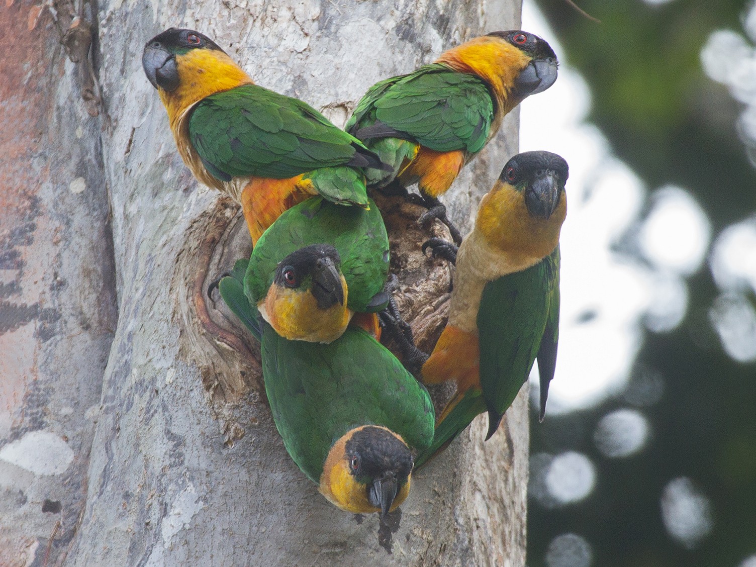 Black-headed Parrot - Leon Moore