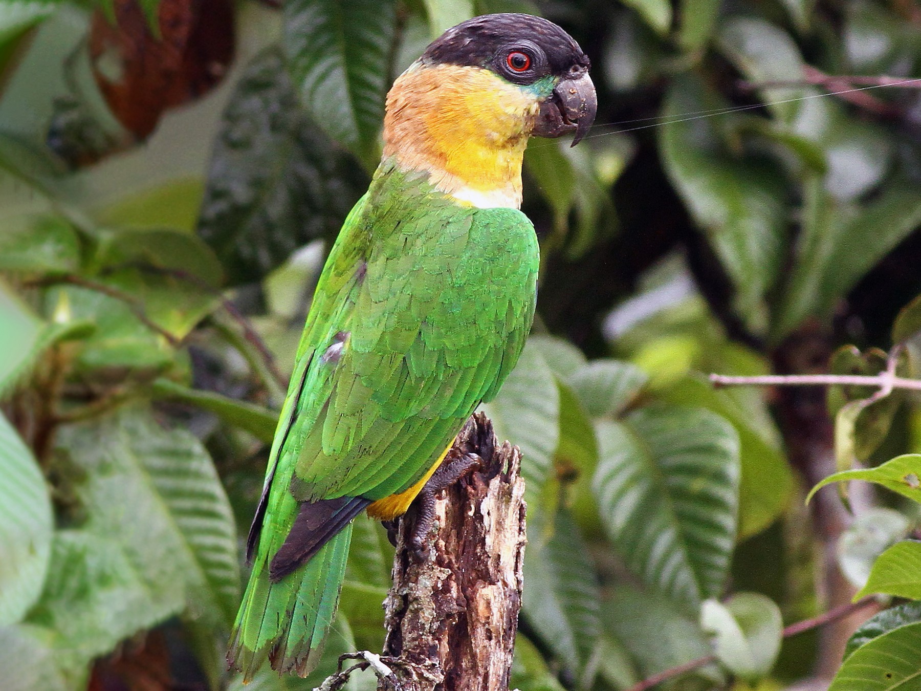 Black hot sale headed parakeet