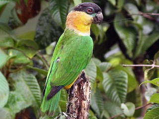  - Black-headed Parrot