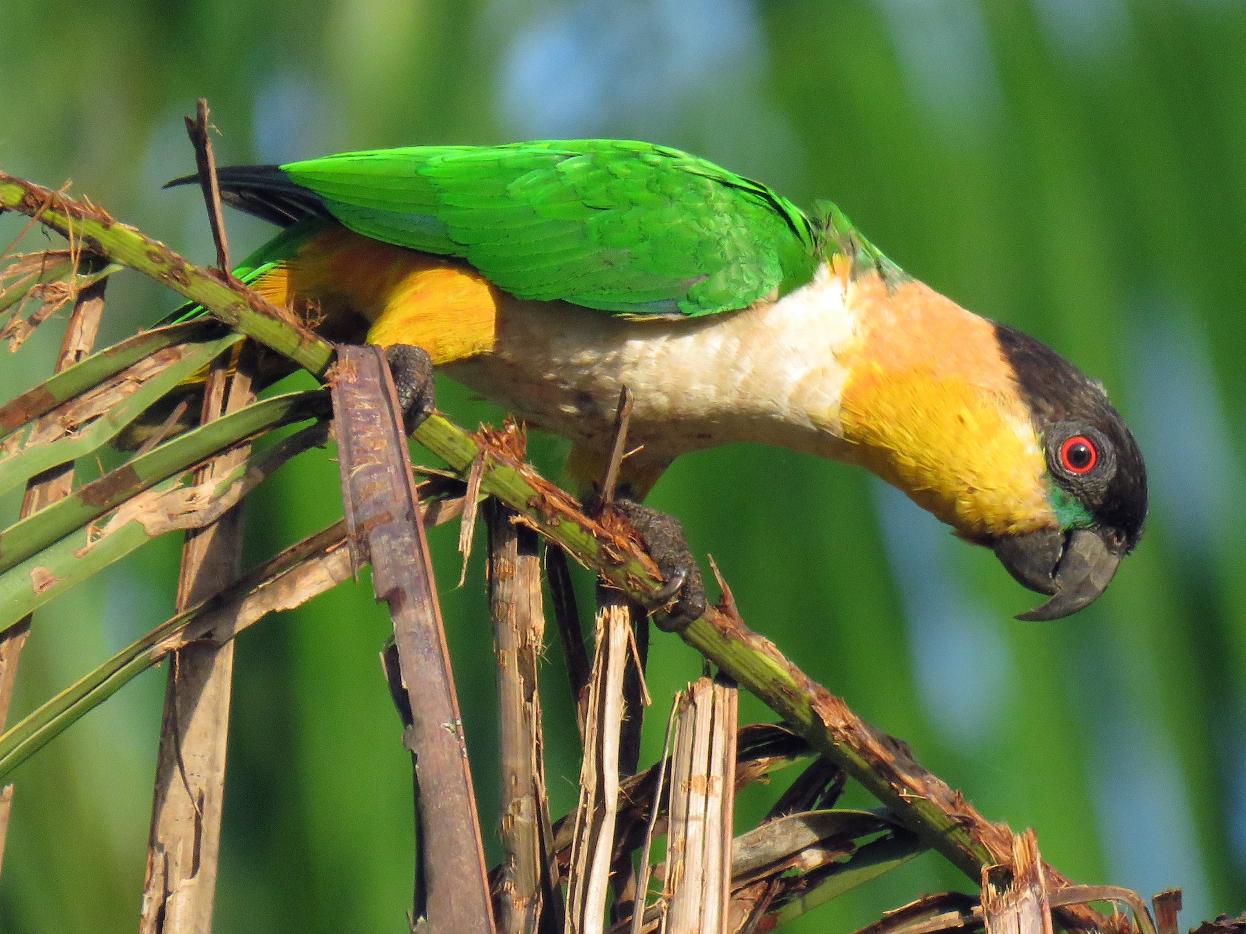 Black-headed Parrot - Juan Pablo Arboleda