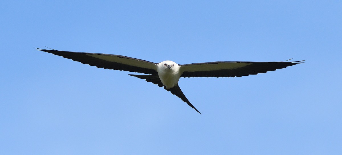 Swallow-tailed Kite - ML177723181