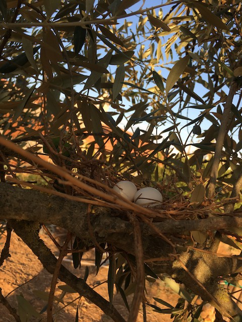 Clutch of two eggs. - Eurasian Collared-Dove - 