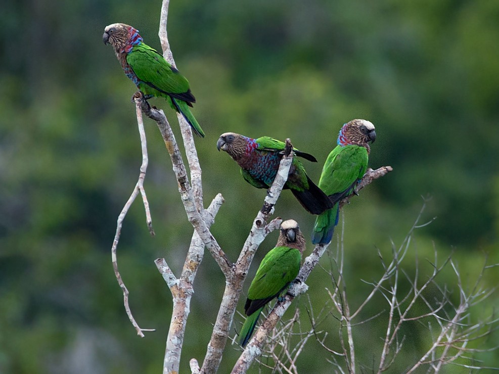 Red-fan Parrot - LUCIANO BERNARDES