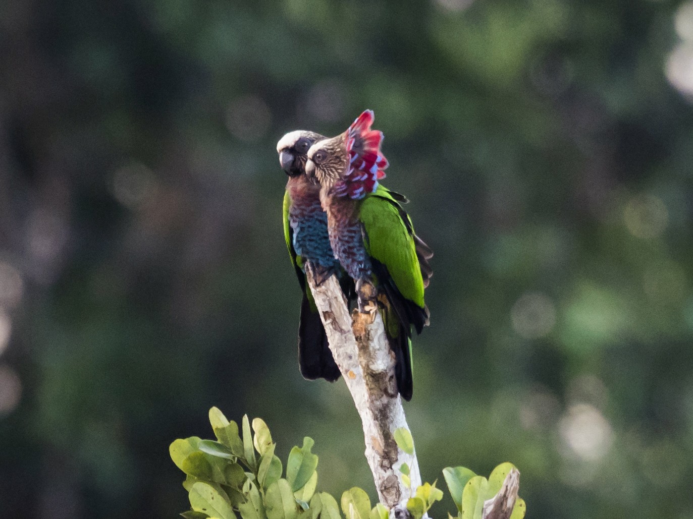 Red-fan Parrot - Claudia Brasileiro