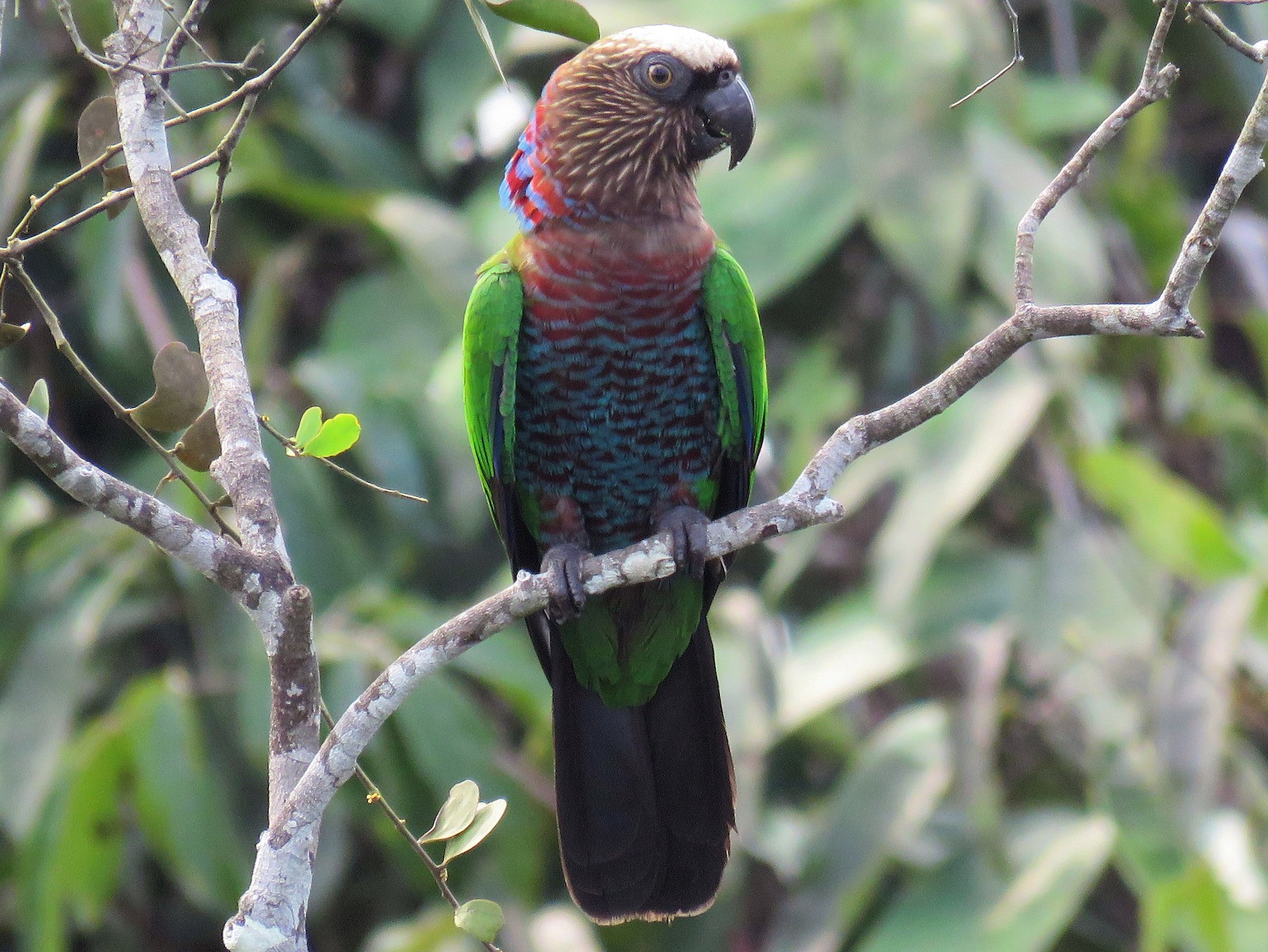 Red Fan Parrot Ebird