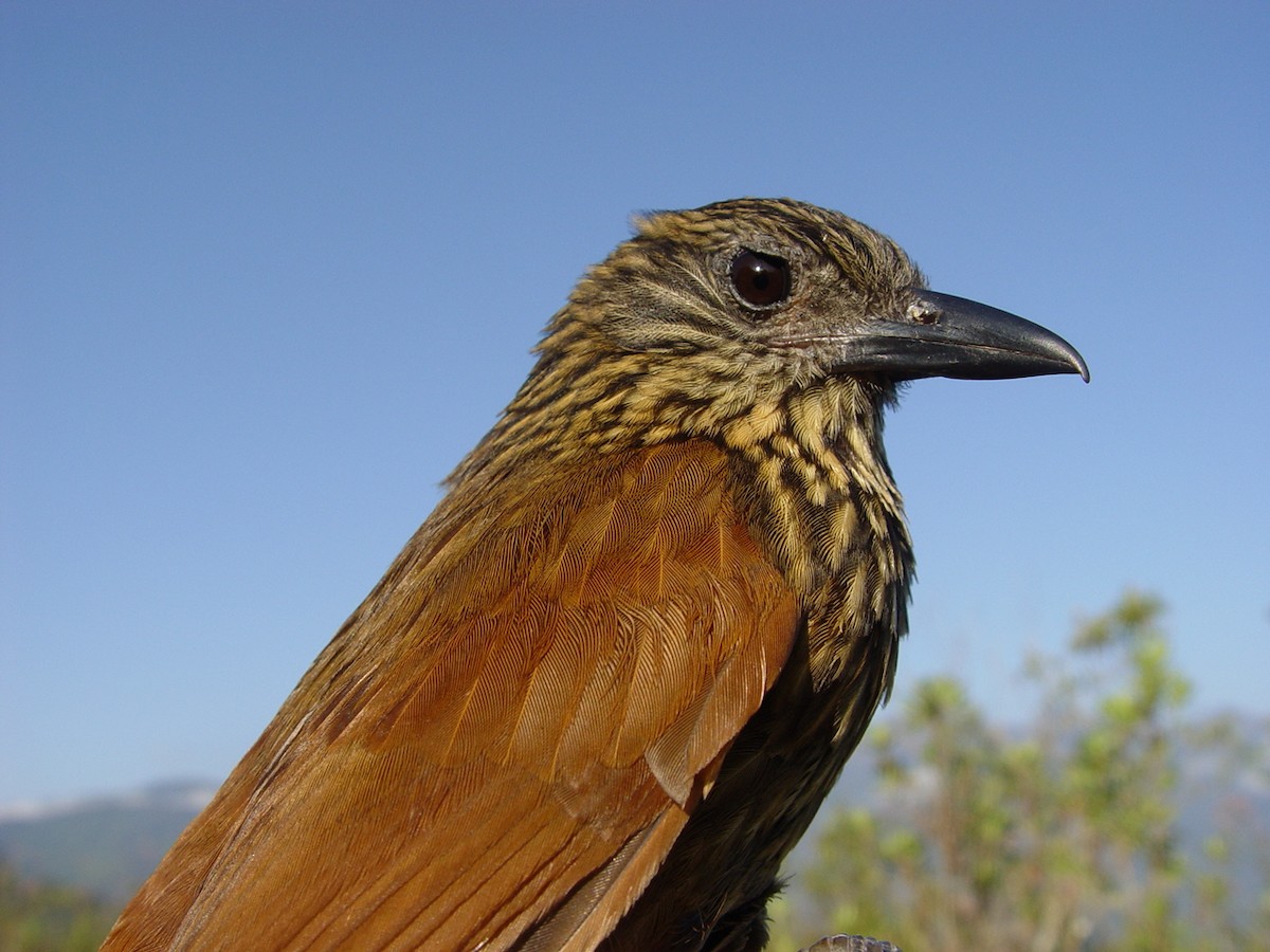 Птах-гончар перуанський - ML177724711