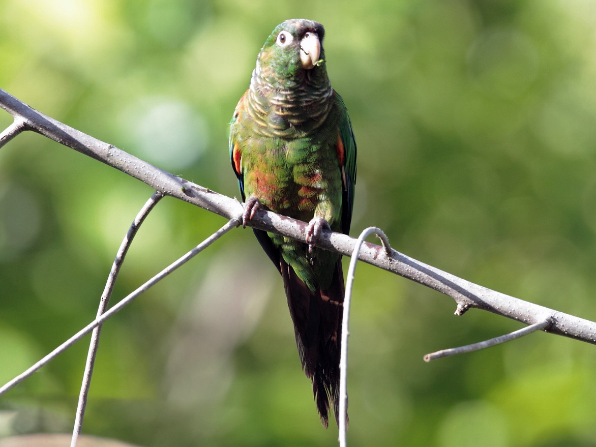 Fiery-shouldered Parakeet - Lorenzo Calcaño