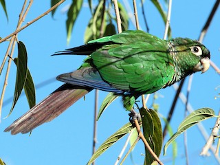  - Fiery-shouldered Parakeet