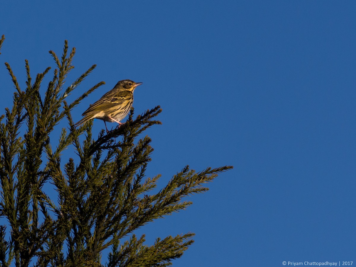 Olive-backed Pipit - ML177725881