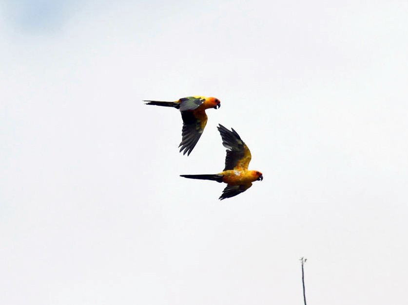 sun conure parrot flying