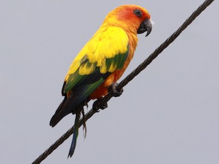  - Sun Parakeet