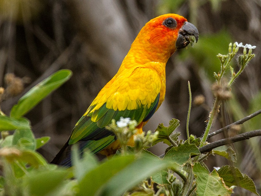 Hemis : Conure perruche soleil aratinga solstitialis nid