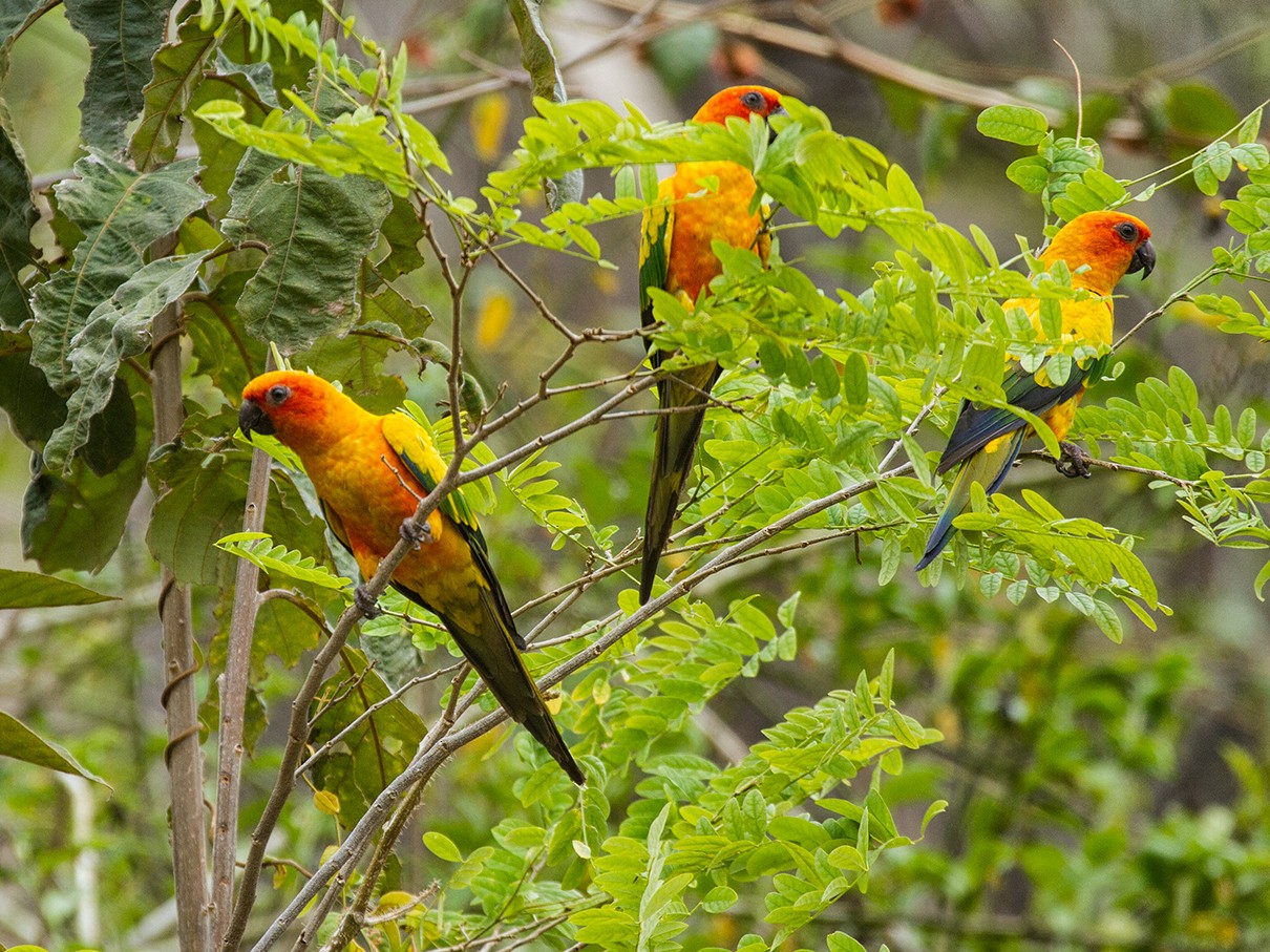 Sun Parakeet - Leon Moore