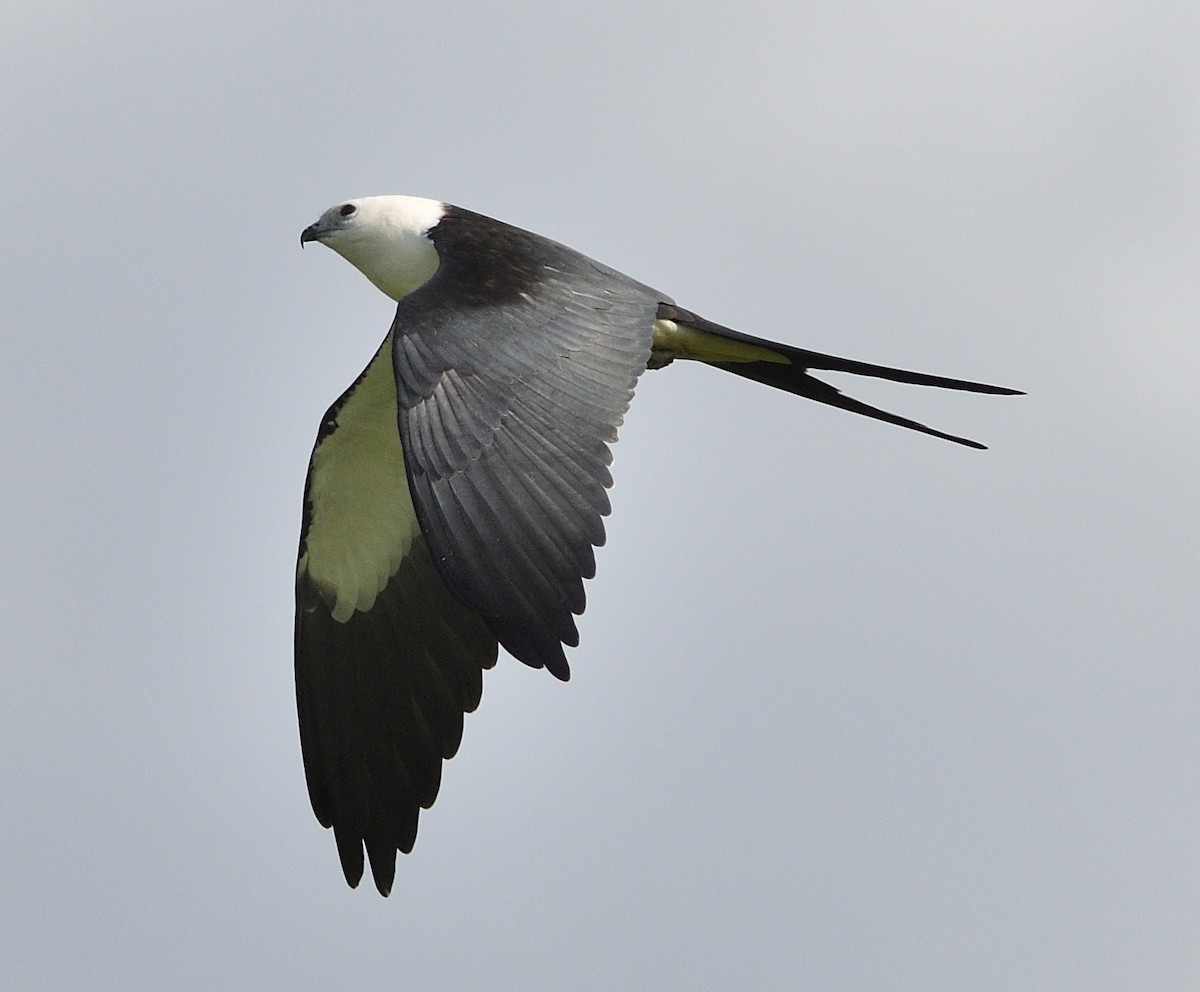 Swallow-tailed Kite - ML177726381
