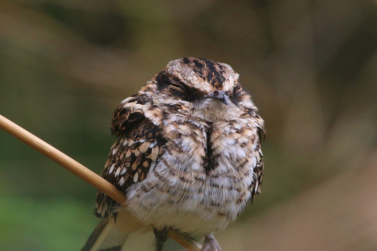 eBird Checklist - 13 Oct 2015 - Tobago, Little Tobago Island - 8 species