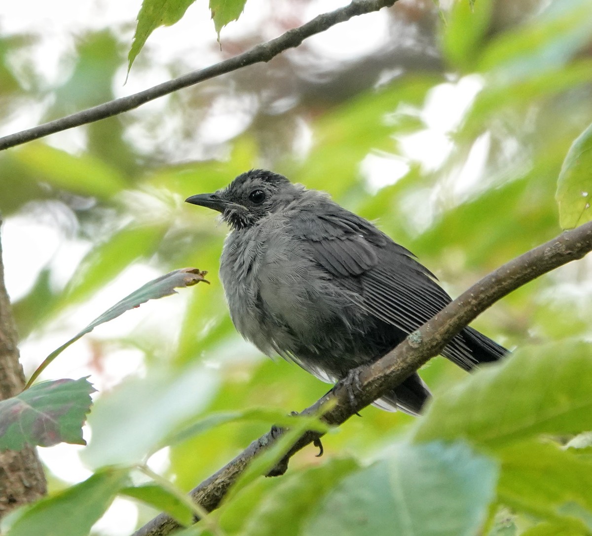 Gray Catbird - Clem Nilan