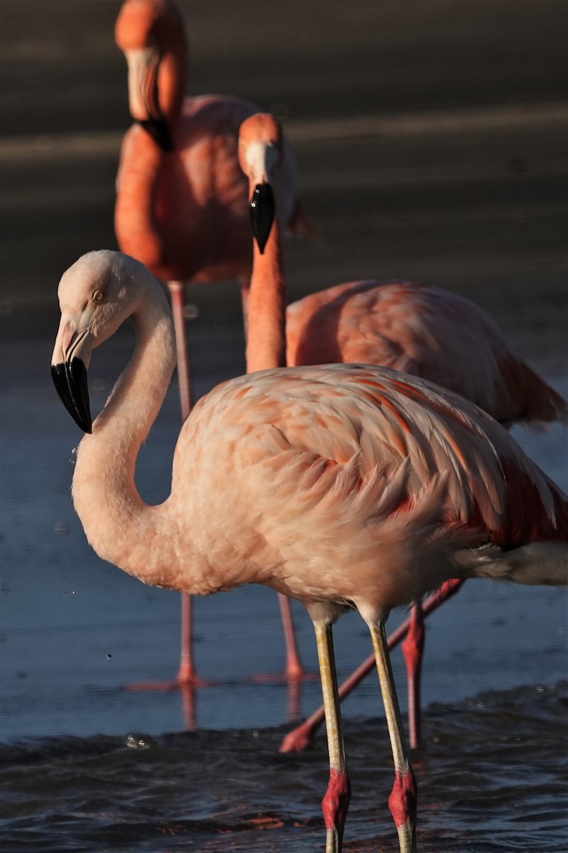 Chilean Flamingo - Dick Plambeck