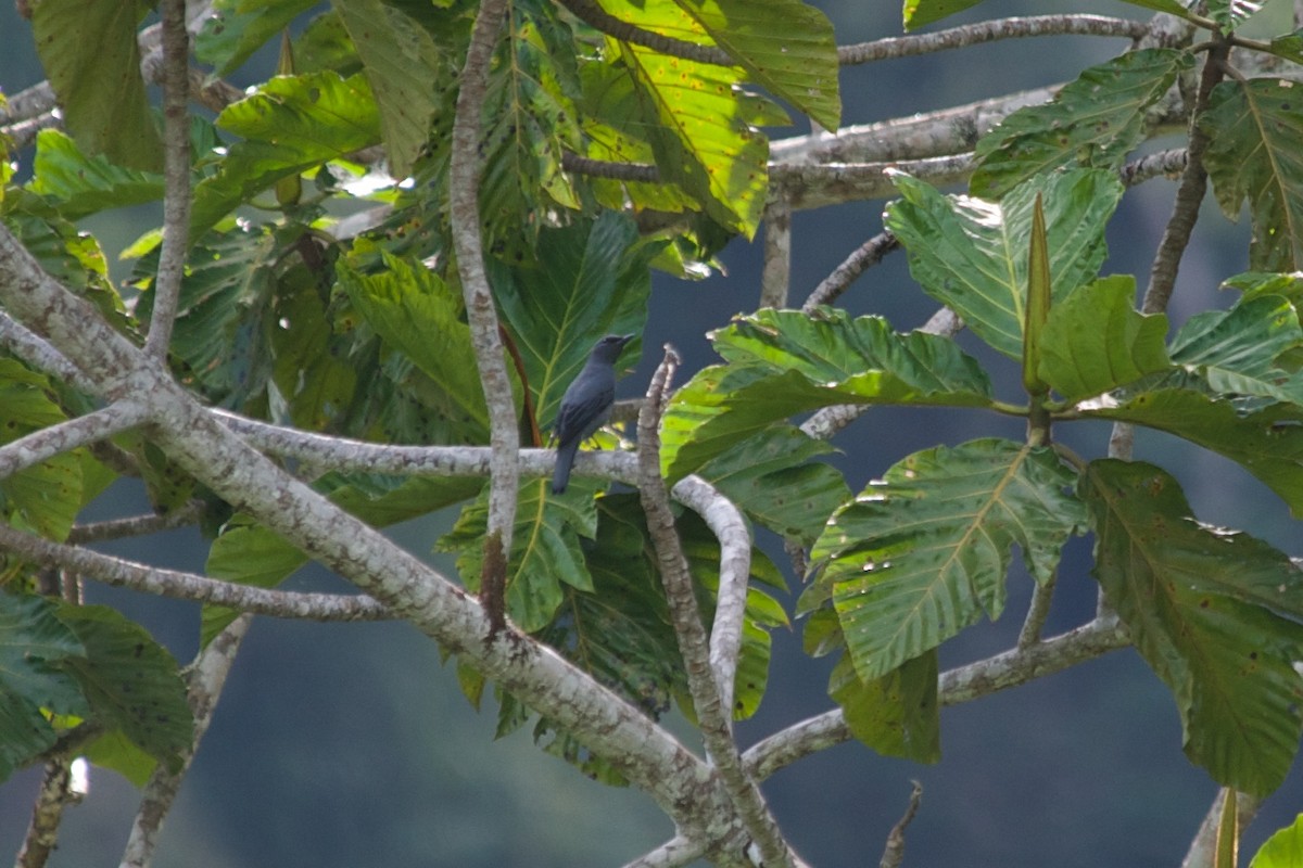 Papuan Cicadabird - ML177740151