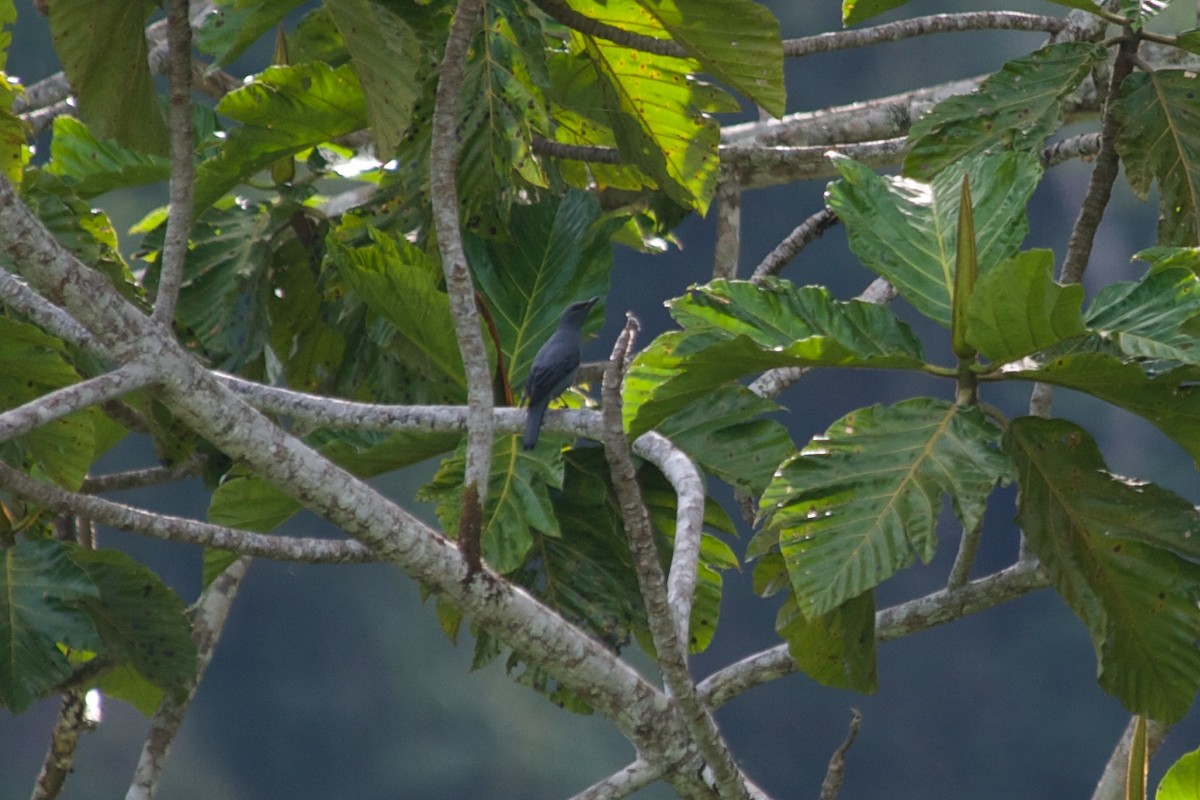 Papuan Cicadabird - ML177740161