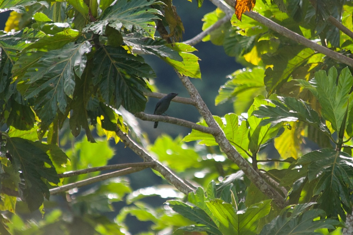 Papuan Cicadabird - ML177740171