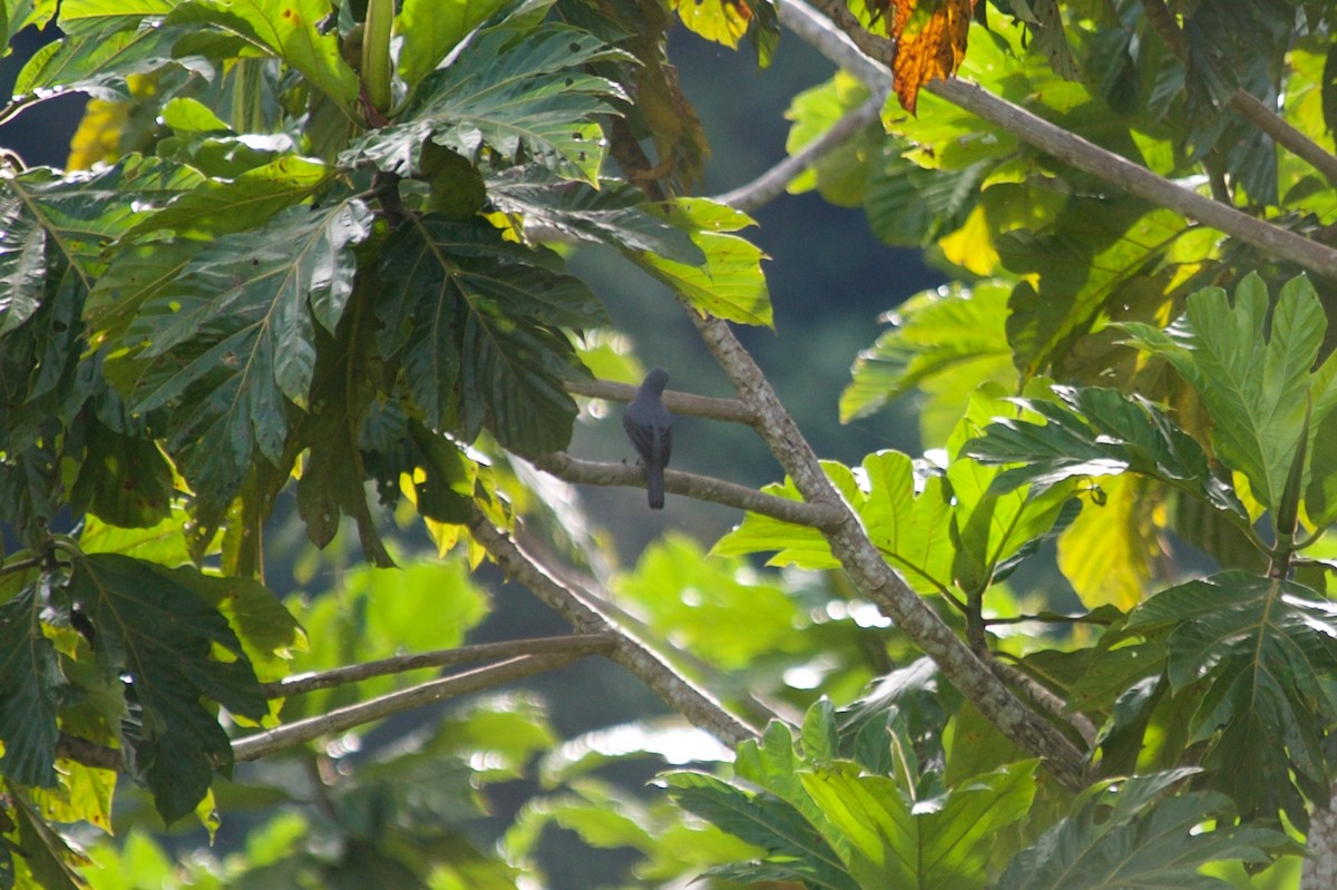 Papuan Cicadabird - ML177740191