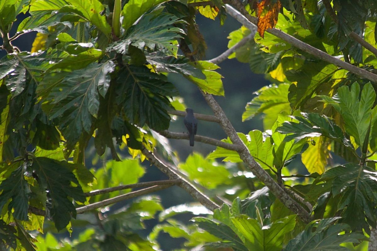 Papuan Cicadabird - ML177740201