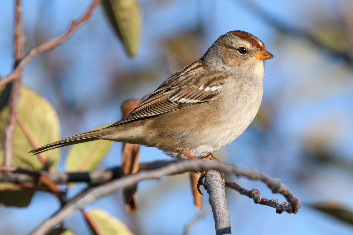 White-crowned Sparrow - ML177740421