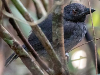  - Black-throated Antshrike