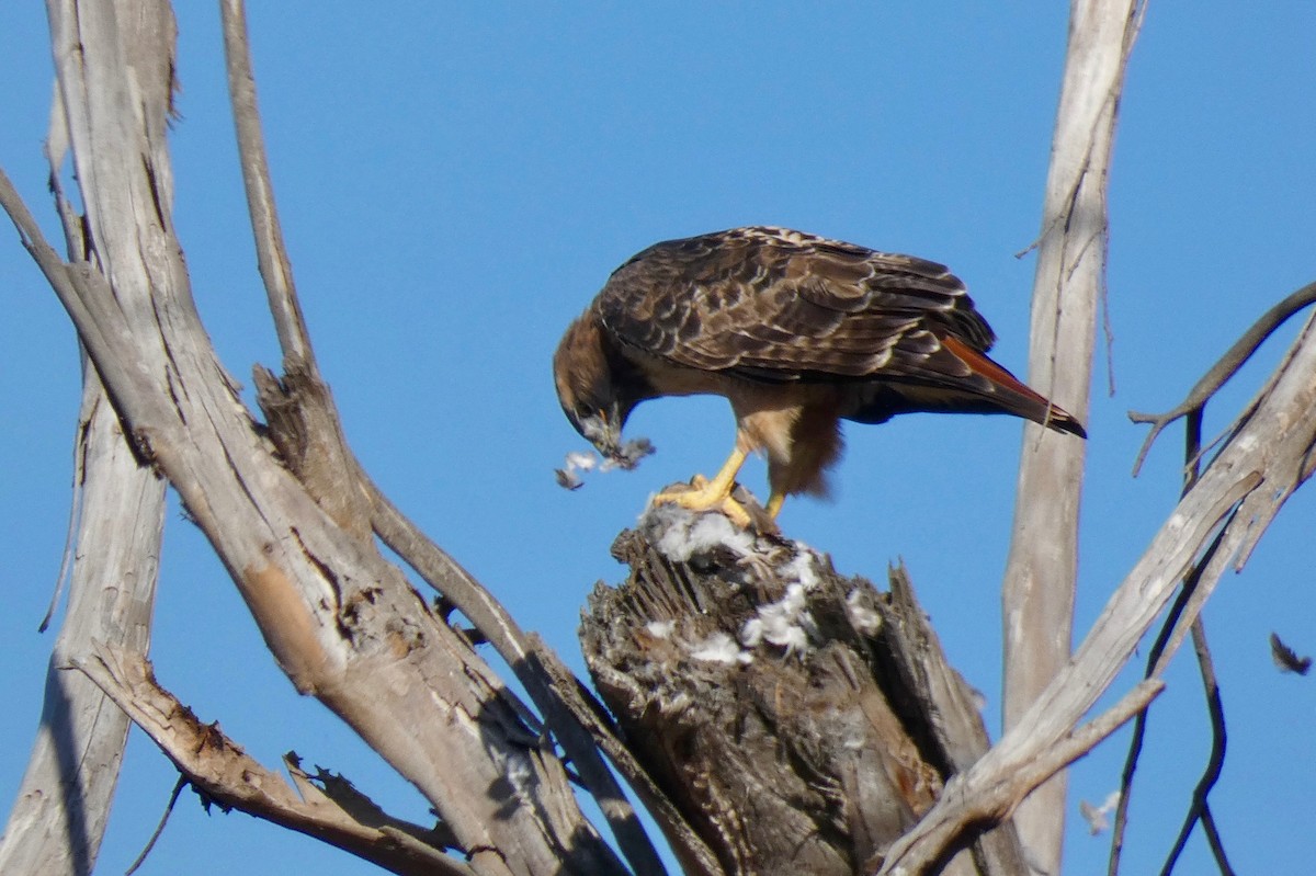 Red-tailed Hawk - ML177742071