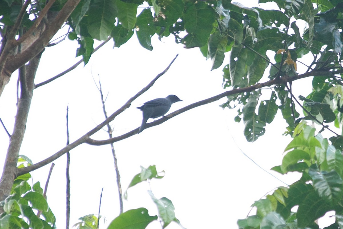 Papuan Cicadabird - ML177743051