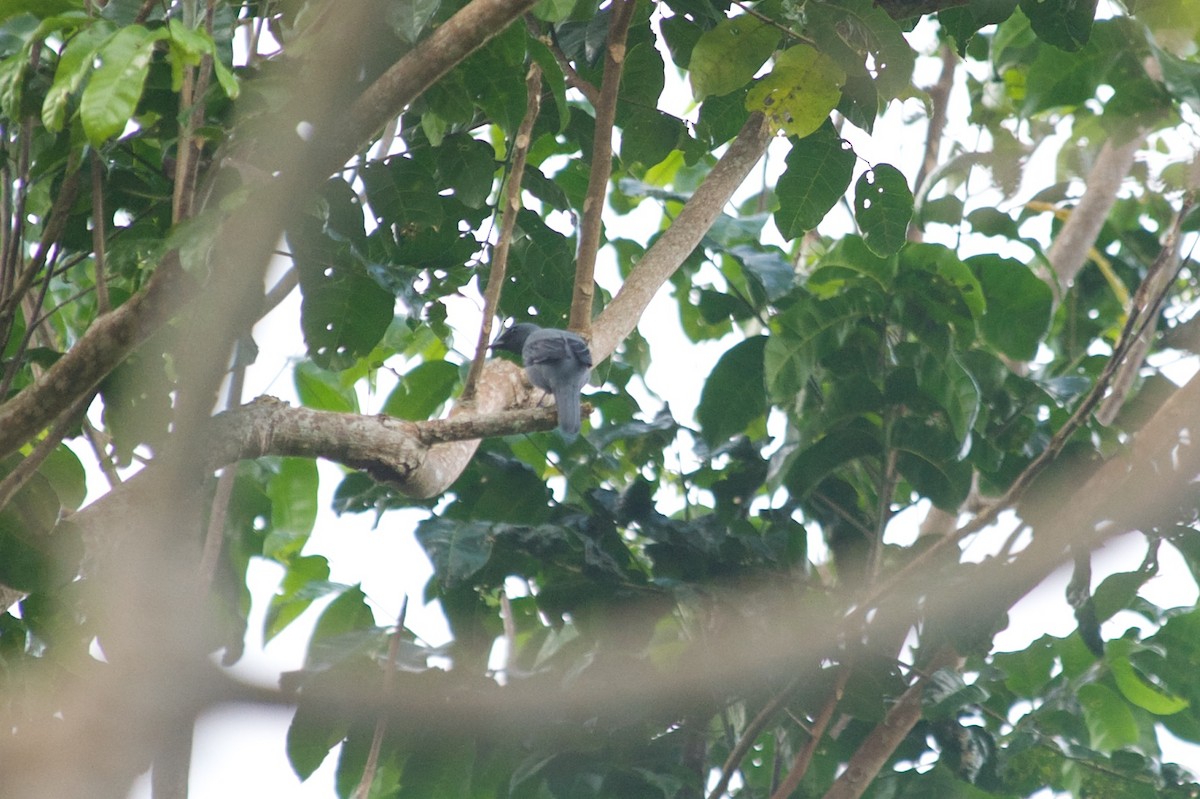 Papuan Cicadabird - ML177743061