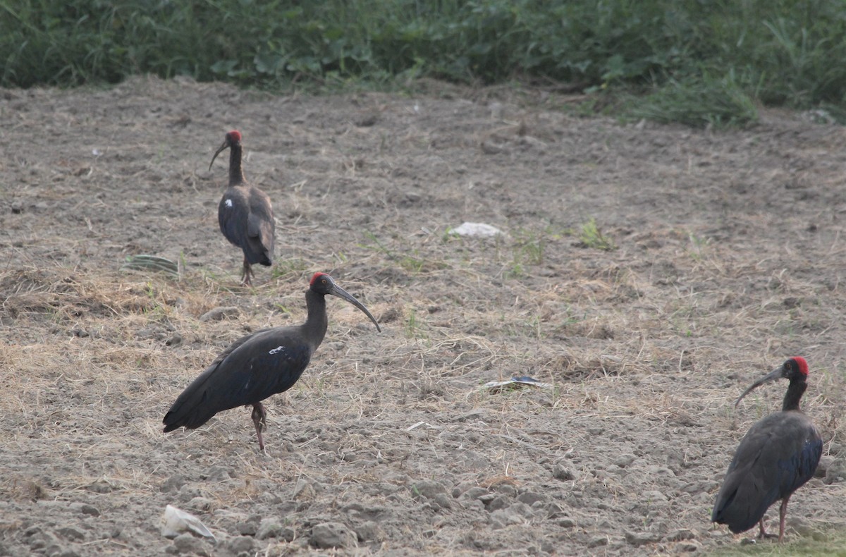 ibis bradavičnatý - ML177744731