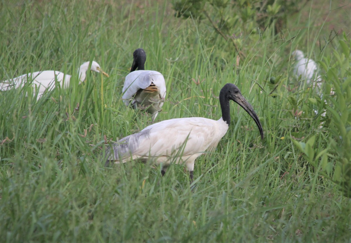 ibis černohlavý - ML177745861
