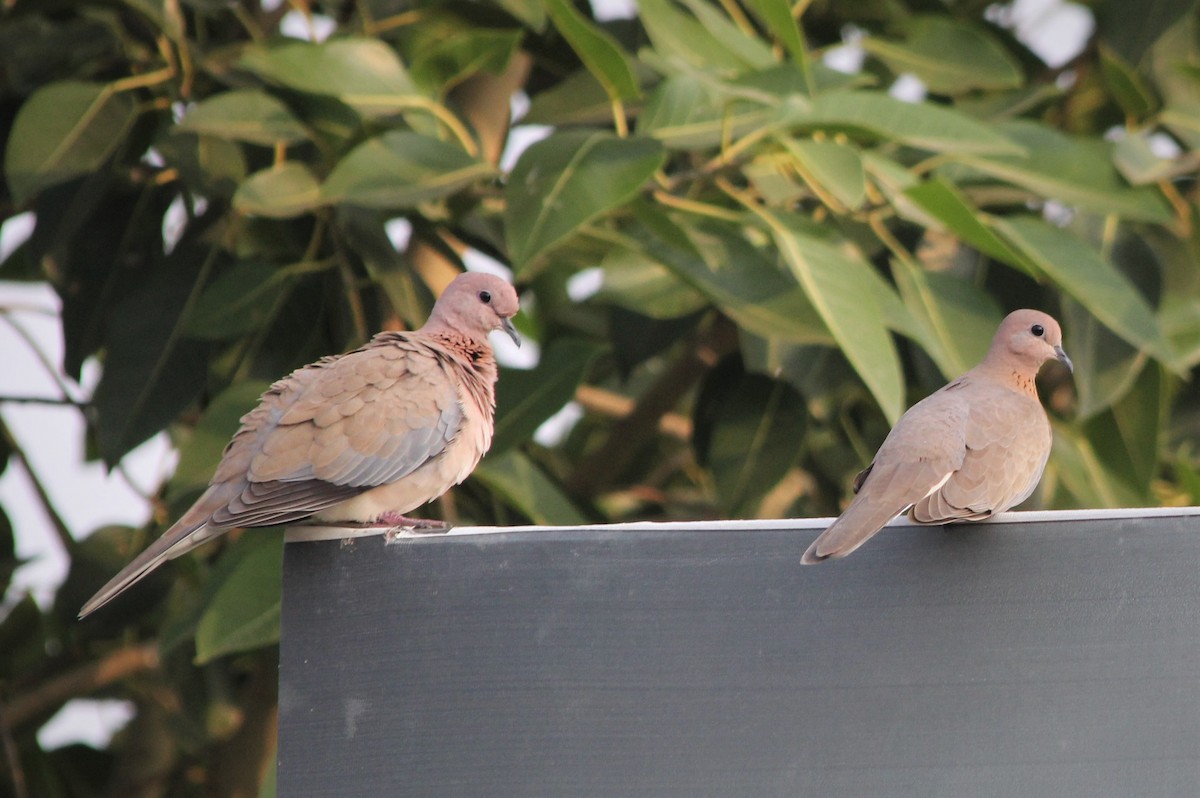Laughing Dove - ML177745981