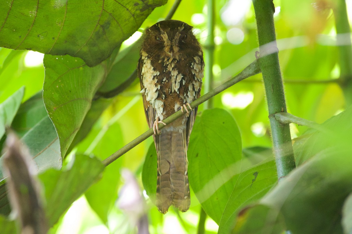 Feline Owlet-nightjar - John C. Mittermeier