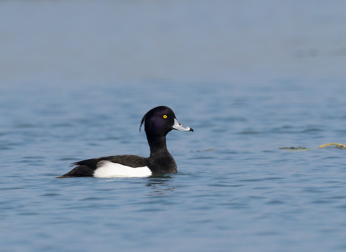 Tufted Duck - ML177755151
