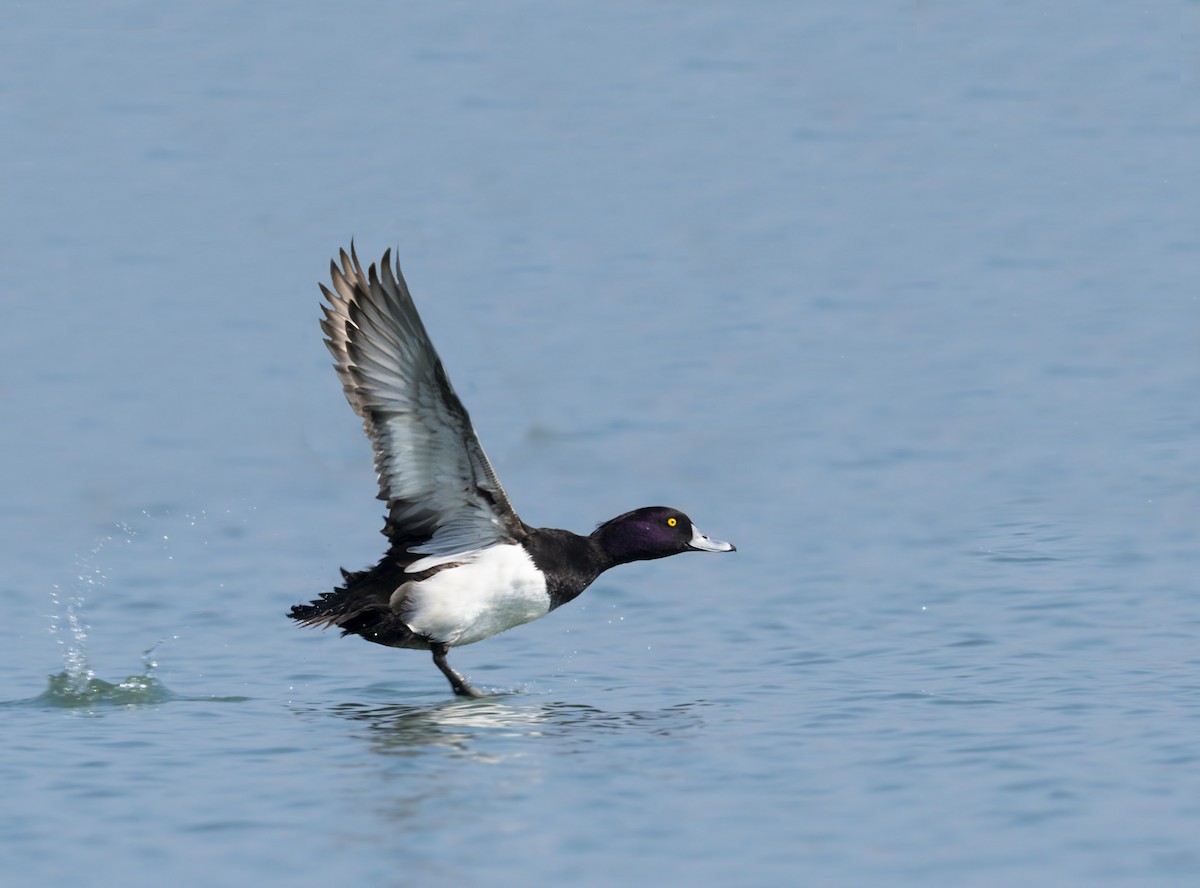 Tufted Duck - ML177755171
