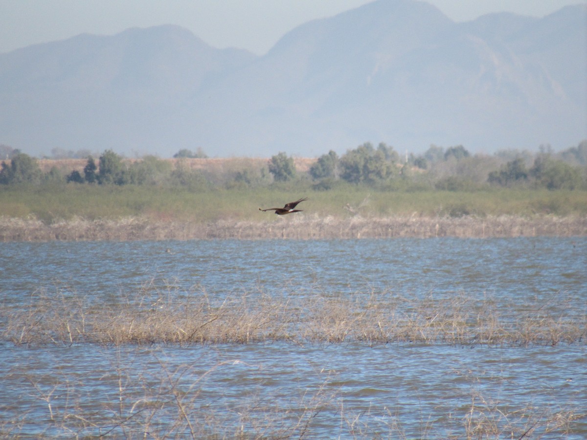 Northern Harrier - ML177761201