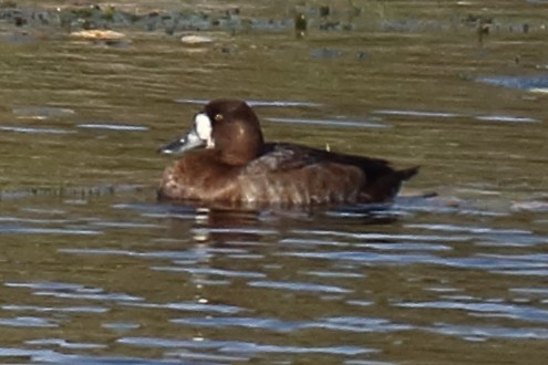 Greater Scaup - ML177765591