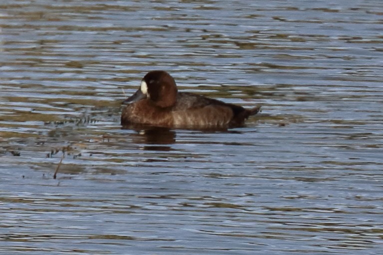 Greater Scaup - ML177765641